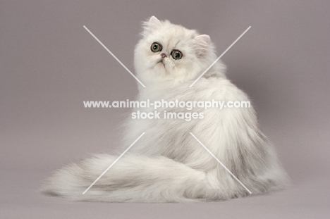Shaded Silver Persian cat back view