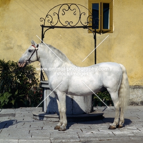 Favory Dubovina 11, 20 year old stallion at lipica 