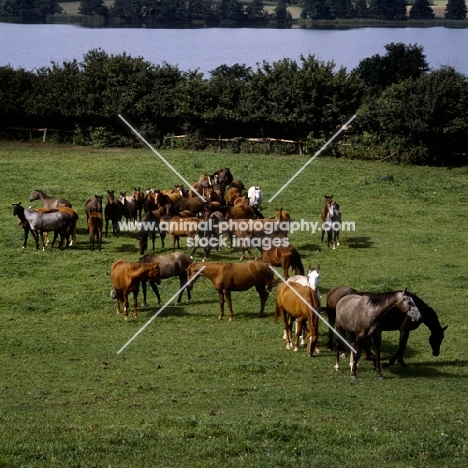 group of trakehners at  trakehner gestüt rantzau