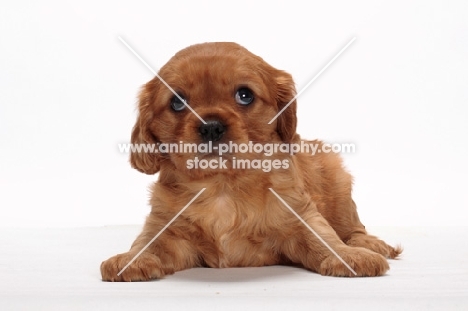 ruby Cavalier King Charles puppy