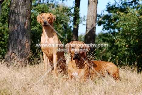 Rhodesian Ridgeback