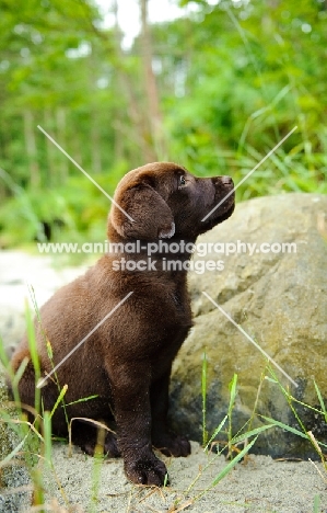 Chocolate Labrador Retriever puppy sitting looking up