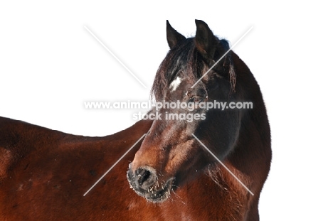 lovely Morgan Mare looking over her shoulder in winter