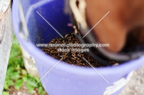 Appaloosa eating out of a bucket