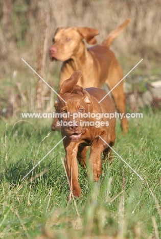 Hungarian Vizsla