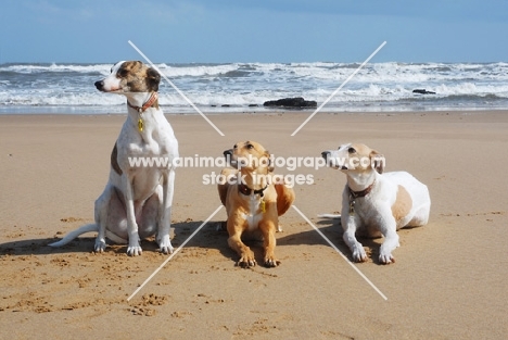 three Lurchers on a beach, all photographer's profit from this image go to greyhound charities and rescue organisations
