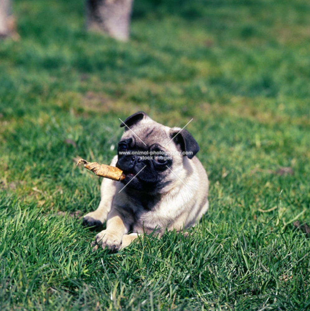 pug puppy holding a treat