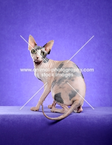 Sphynx cat