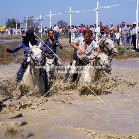 Fangasse, Camargue ponies and gardiens race through water