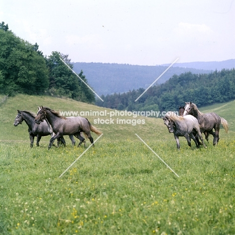 Lipizzaner colts in summer pasture at piber
