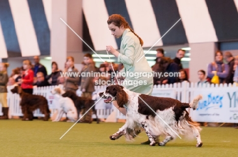 Springer Spaniel and young handler competiting in YKC competition at Crufts 2012