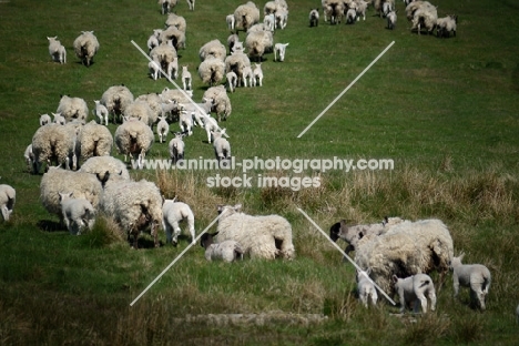 flock of Scottish Mule ewes, Texel cross bred and Suffolk cross bred