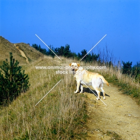 labrador retriever standing on a path