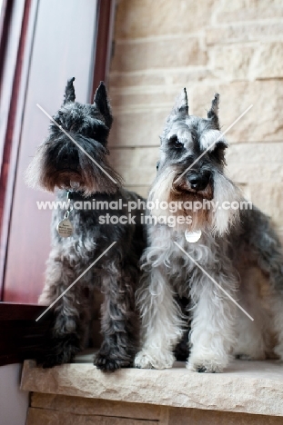 Salt and pepper and black Miniature Schnauzers standing on stone ledge.