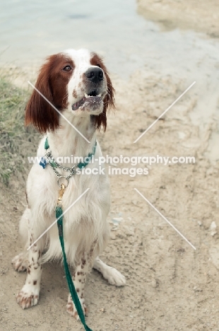 Irish red and white setter on lead