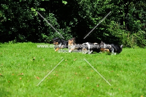 group of running Shetland Sheepdogs