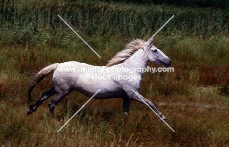camargue pony cross bred galloping on the camargue 