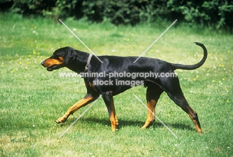 dobermann, undocked, striding out