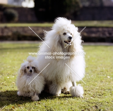 standard poodle and toy poodle sitting together on grass