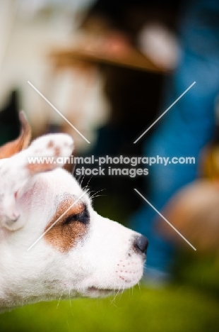 young Staffordshire Bull Terrier, profile