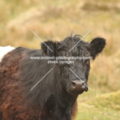 Belted Galloway