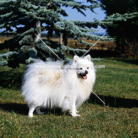  cuchilo pearly king (polo)  german spitz (klein) standing