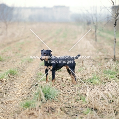 ger ch ethel vom alderhorst, german hunt terrier in field in germany