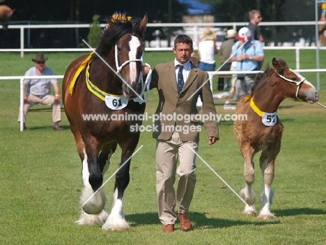 Shire horses at event