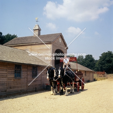 two shire horses with a courage brewers dray