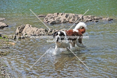 Saint Bernard walking in water