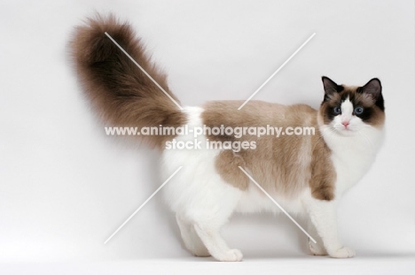 Seal Point Bi-Color Ragdoll, standing