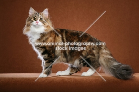 Norwegian Forest Cat on brown background