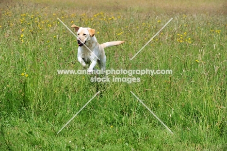 cream Labrador Retriever running free in field