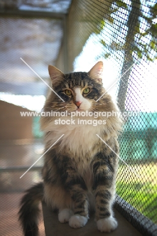 Norwegian Forest Cat international champion Quadzilla's Sirius sitting on a cat shelf