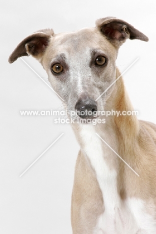 Fawn & White Trim Australian Champion
Whippet