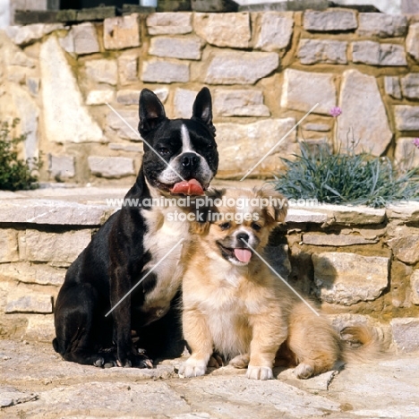 boston terrier and tibetan spaniel puppy