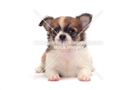 cute longhaired Chihuahua puppy lying down on white background
