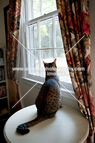 Household Pet, cat behind window
