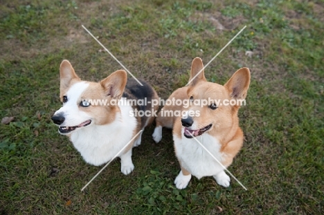 Red and Tricolor Pembroke Corgis sitting on grass, looking aside.