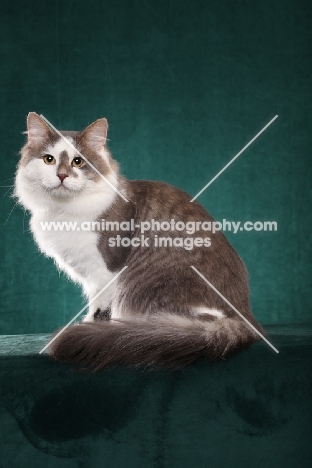 Siberian cat, sitting down