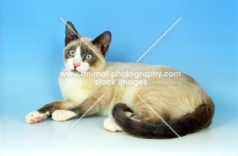 Snowshoe lying on blue background