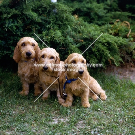 three bassets fauve de bretagne sitting on grass