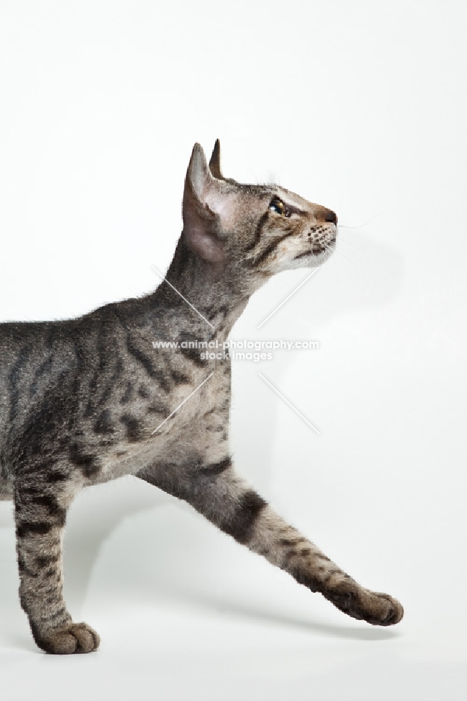 peterblad cat strutting out