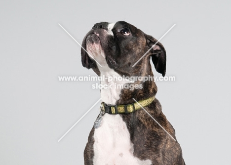 Studio image of brindle Boxer on gray background.