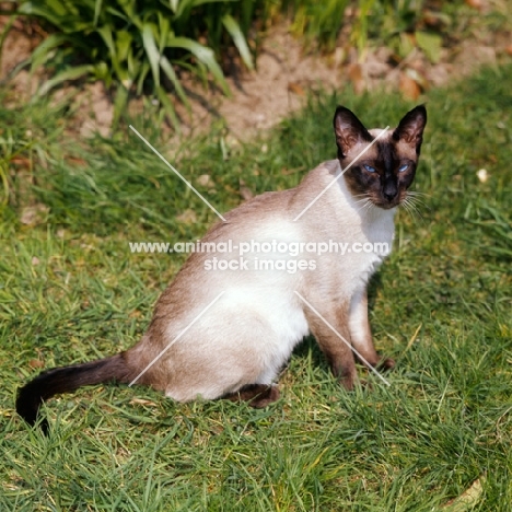 seal point siamese cat