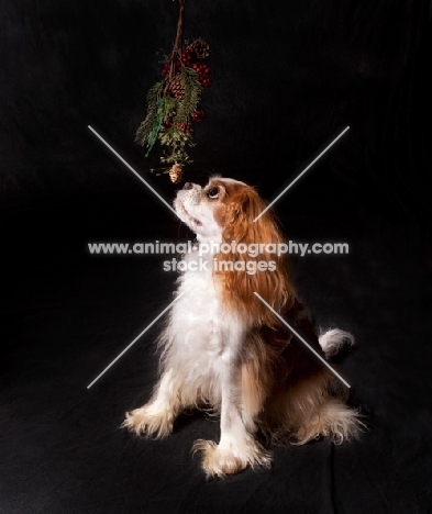 Cavalier king charles spaniel smelling a Christmas decoration