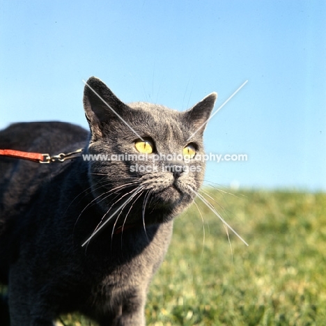 chartreuse cat in france, int ch pussy prince, on a lead