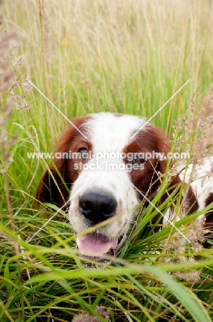 Irish red and white setter