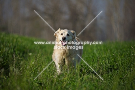 Golden Retriever running in the tall grass