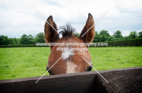 one thoroughbred foal peaking behind a fence